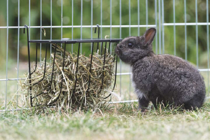 TRIXIE Heuraufe zum Einhängen